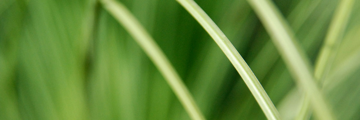 Gras
